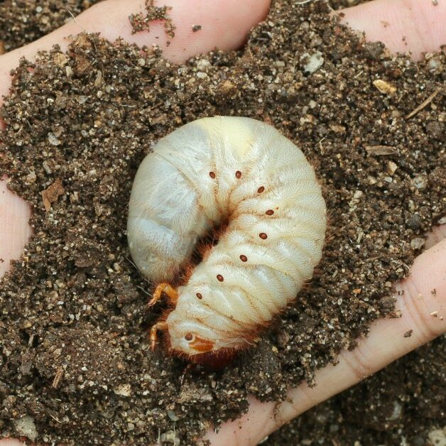 A white grub larva held in a handful of soil