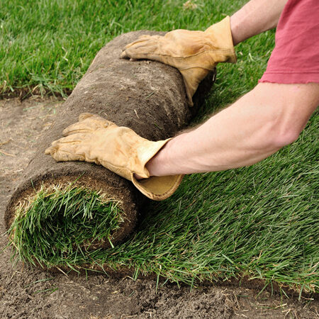 Fresh sod being laid for a new lawn